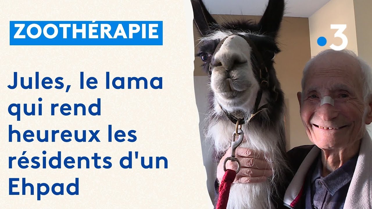 Zoothérapie : Jules, le lama qui rend heureux les résidents d'un Ehpad