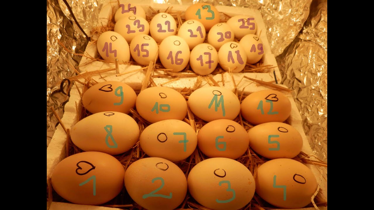7 doba inkubacji jaj kurzych + prześwietlenie - Miastowa na końcu wsi - odcinek nr. 78