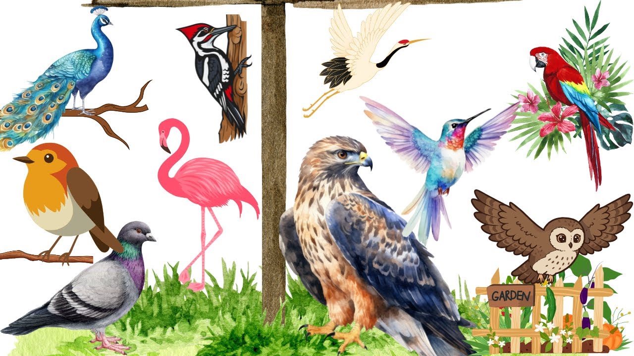 Wild Birds || Learn About Wild Birds || BrightKidz ||  BK