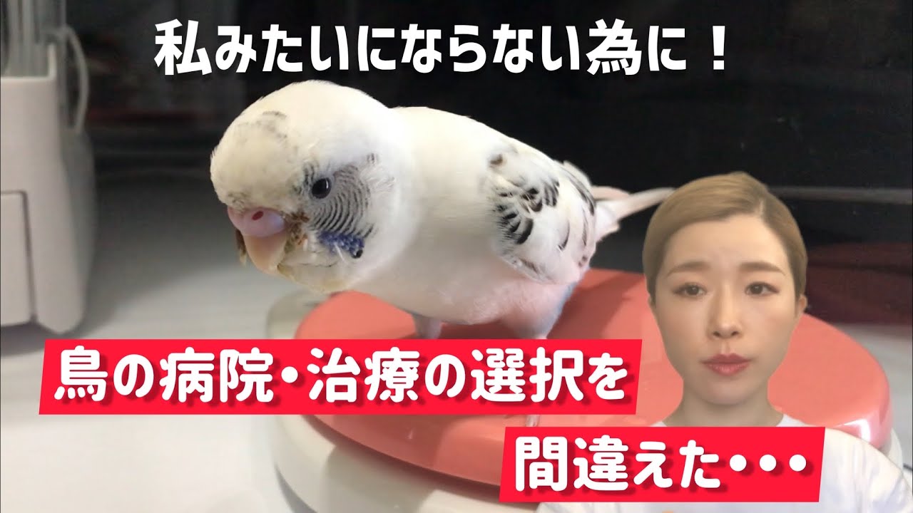 【セキセイインコ】鳥の病院・治療の選択の失敗談と選び方！