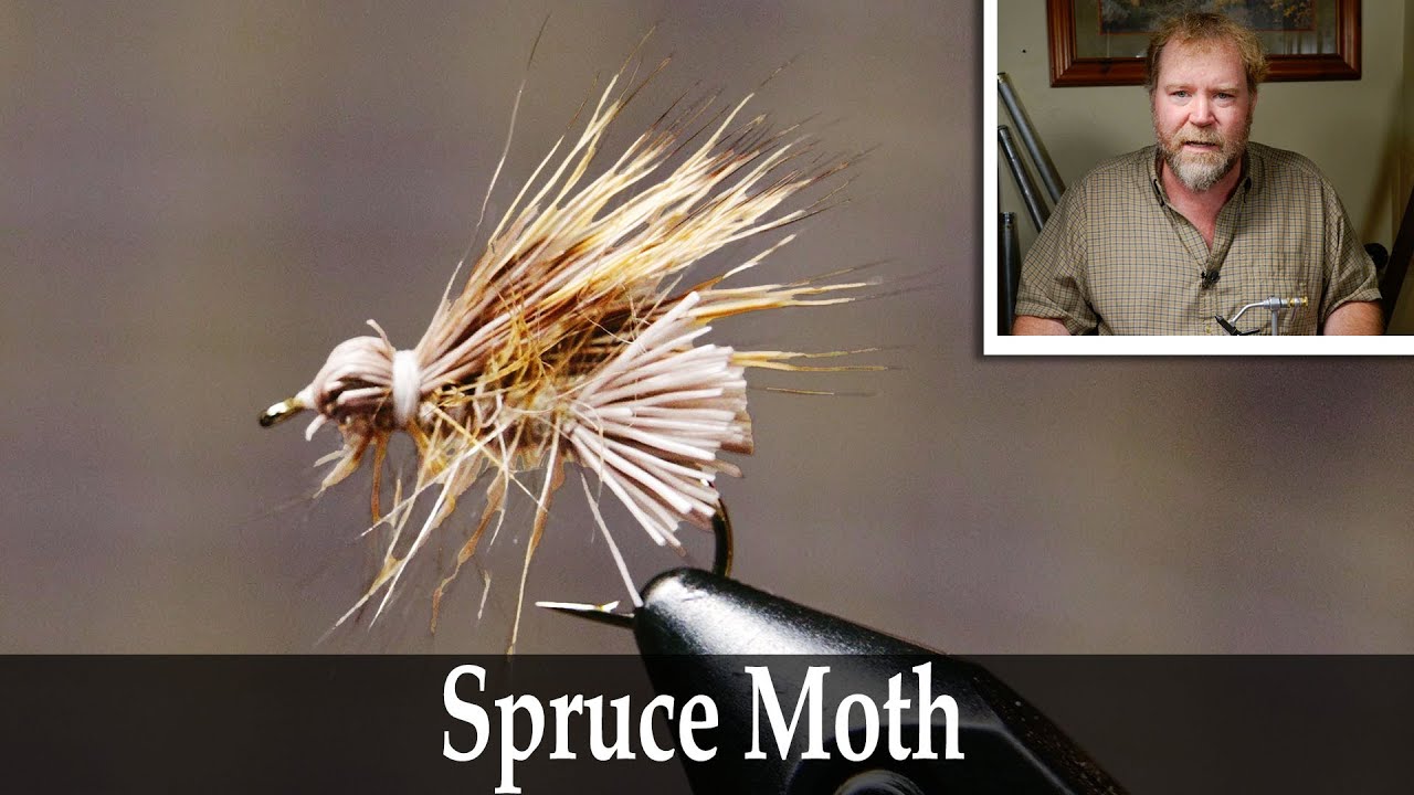 Spruce Moth - Matt Wilhelm Fly Tying Tutorial - The Weekly Fly