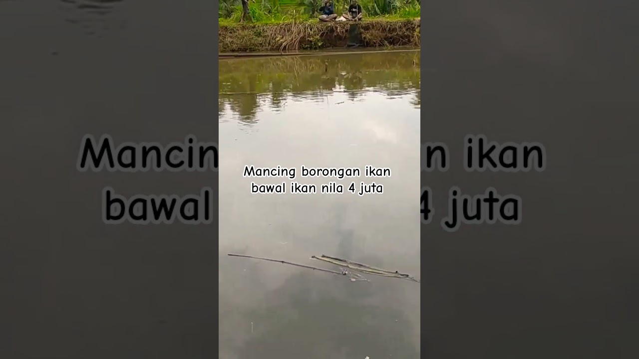 mancing ikan bawal dan nila 4 juta 