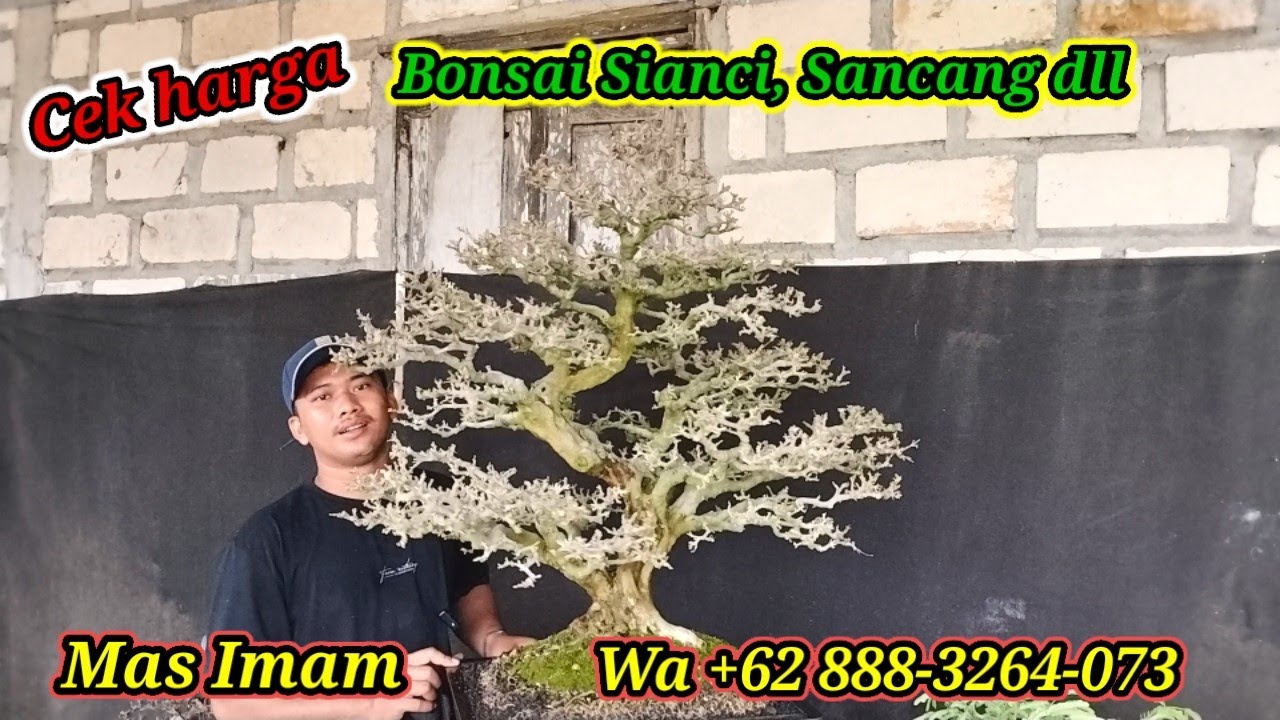 Cek harga Bonsai Sianci dll koleksi terbaru Mas Imam WA +62 831-1142-7220