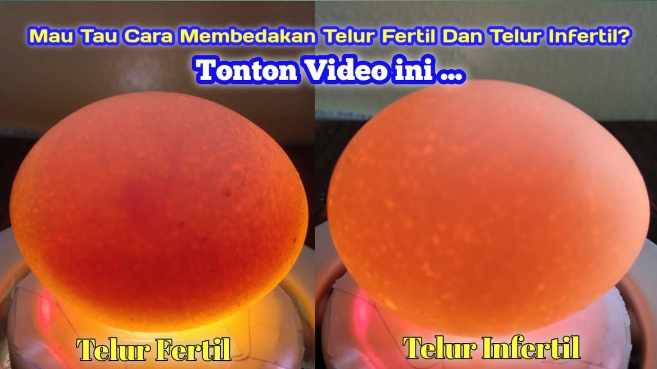Mau Tau Cara Membedakan Telur Fertil dan Telur Infertil? | Tonton Video Ini ...
