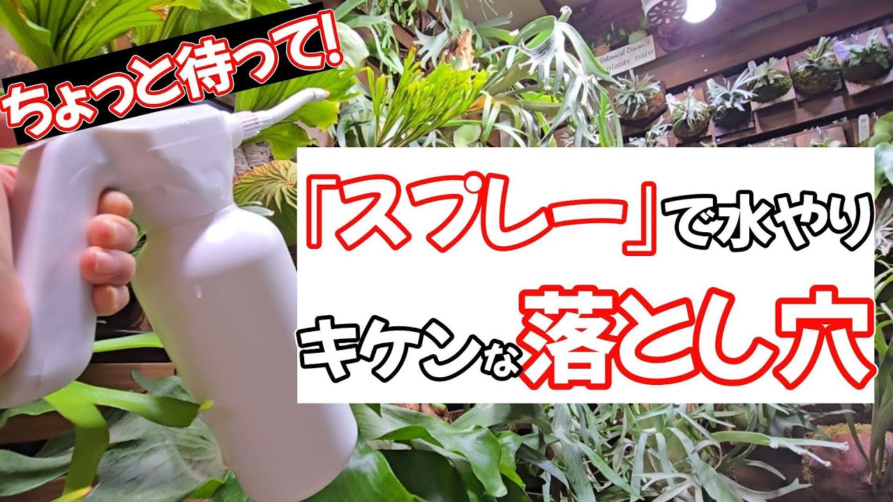 【意外と○○😱】スプレーで水やりしたビカクシダの水苔🌱