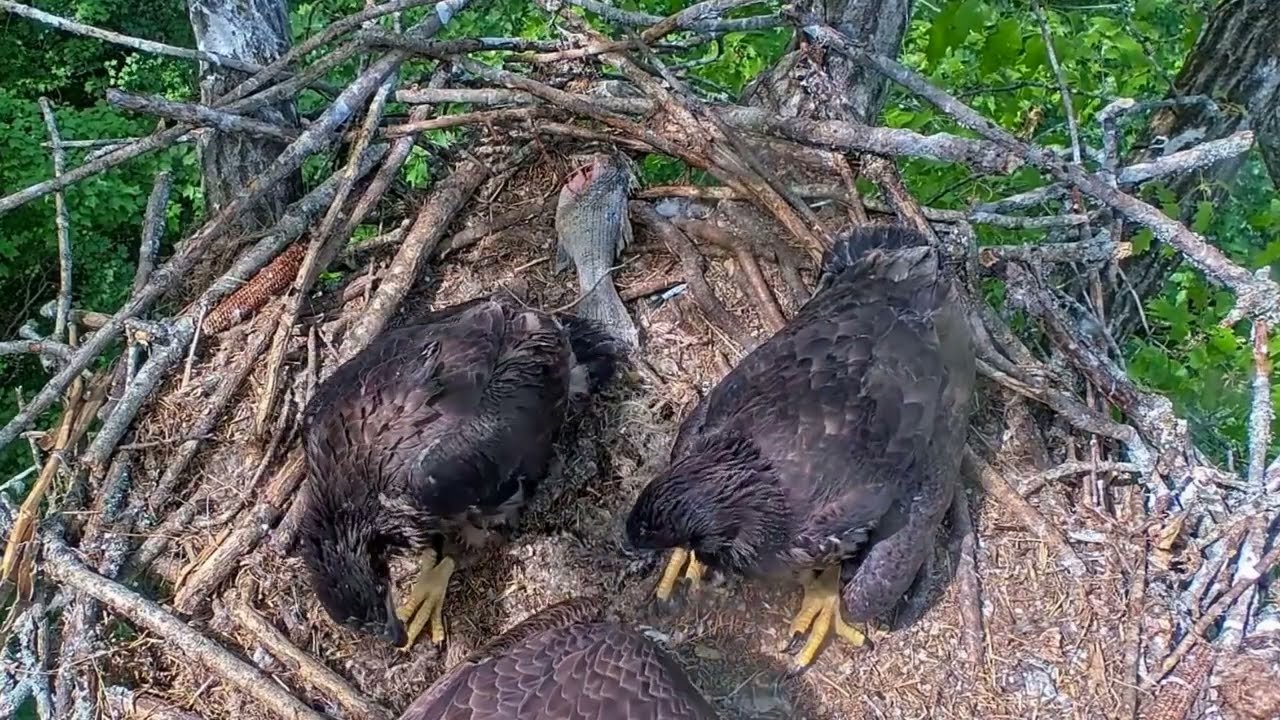 EP#482 #baldeagle Review birds in nest with nature #birdslovers #birdsounds #birdsnest #wildbirds