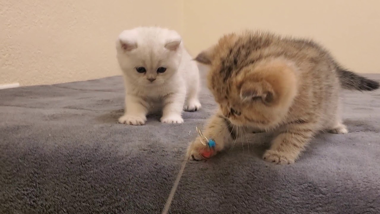 Scottish straight kittens
