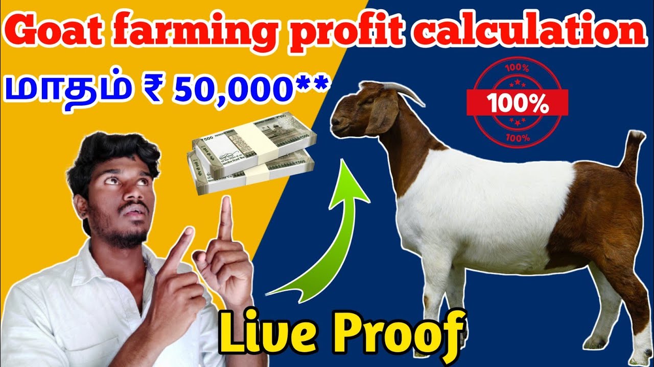 ஆடு வளர்ப்பு லாபம்&நஷ்டம் | மாதம் ₹50000 வருமானம் சாத்தியமா? Complete Guide for Beginners@psfarmers
