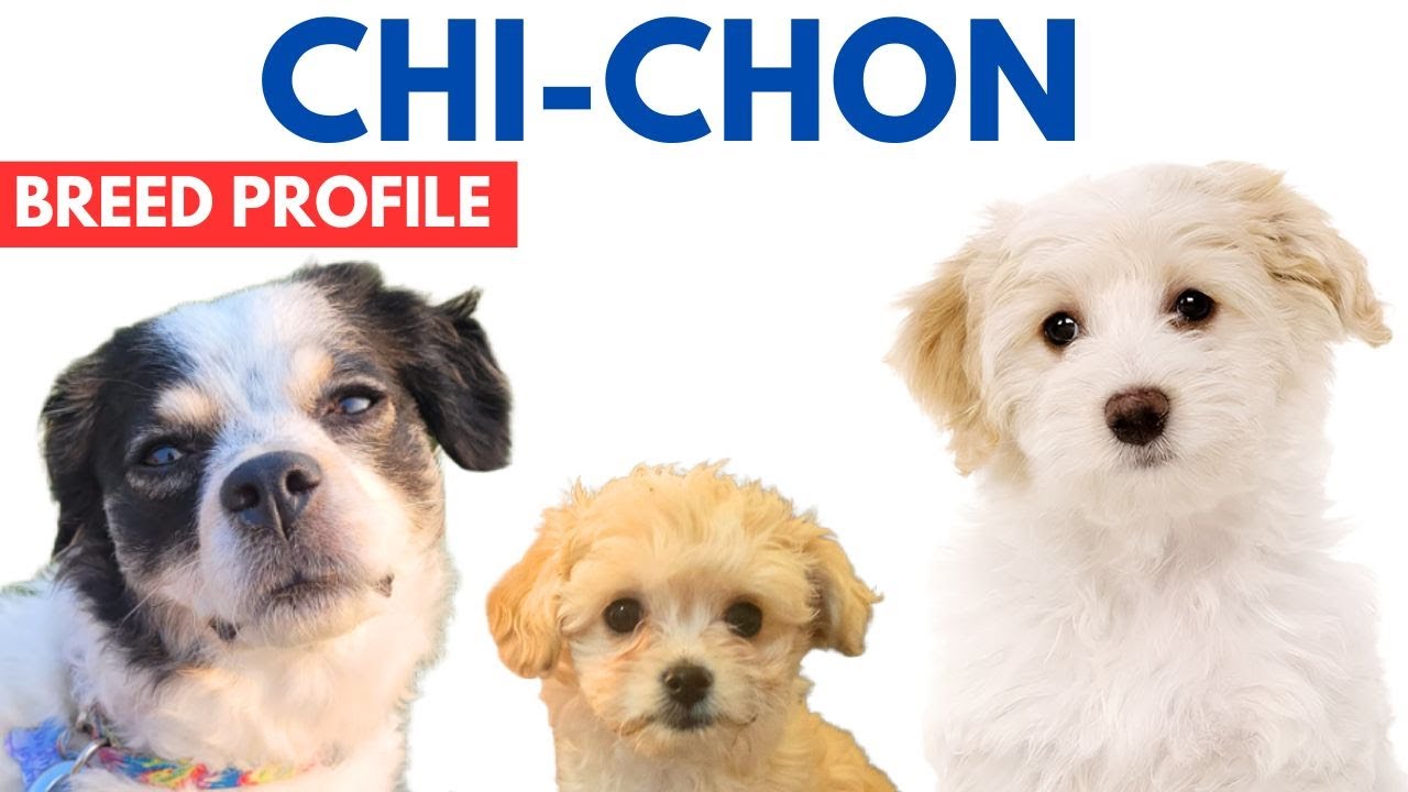 История породы чишон-чи — Цена — Характеристики — Потребности в уходе — Продолжительность жизни