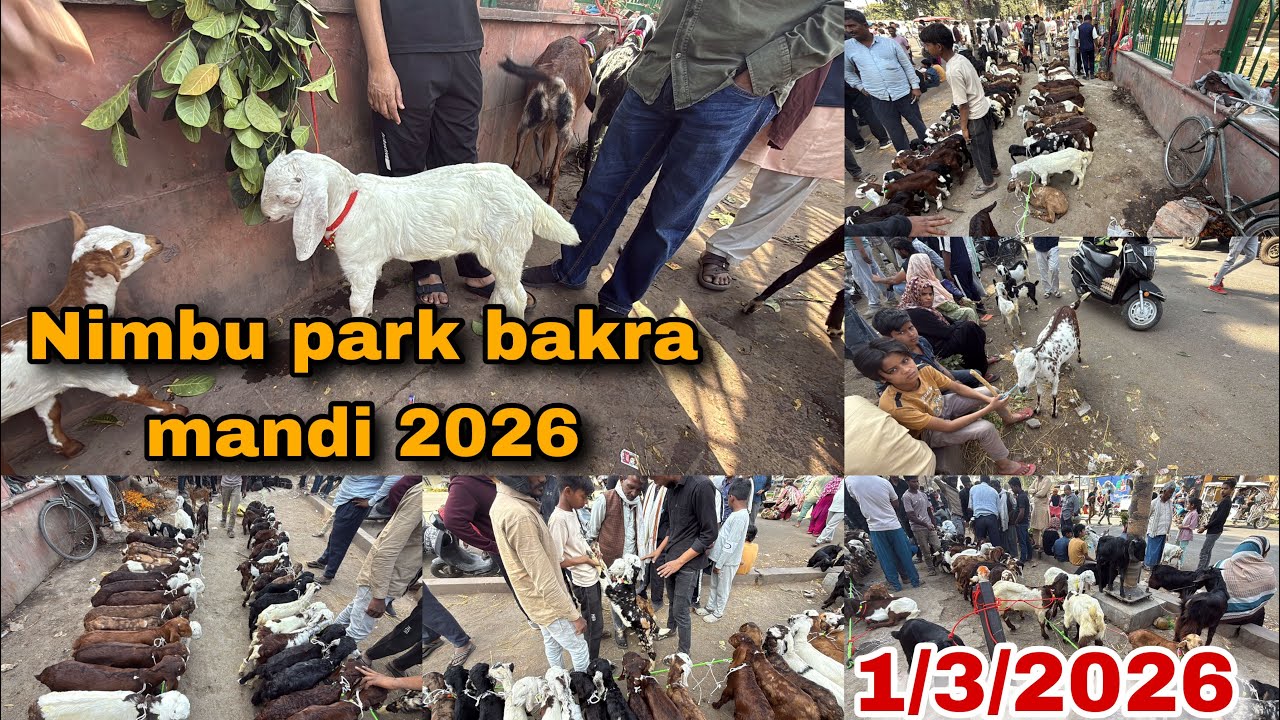 Nimbu park bakra mandi 2026 | 1/3/2026 | lucknow bakra mandi | sunday bakra mandi | mandi rate 