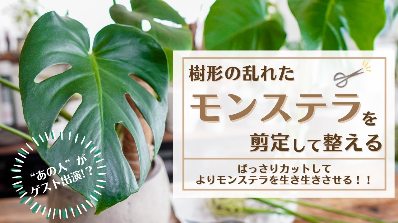 【暴れたモンステラをスッキリさせる！】伸び放題のモンステラの剪定方法