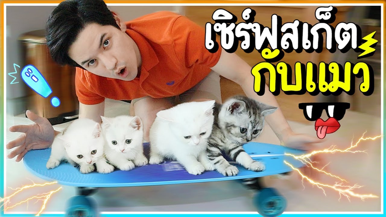 ลองเล่นเซิร์ฟสเก็ตกับแมวครั้งแรก! รอดหรือไม่รอด!? | ติดเต๋า