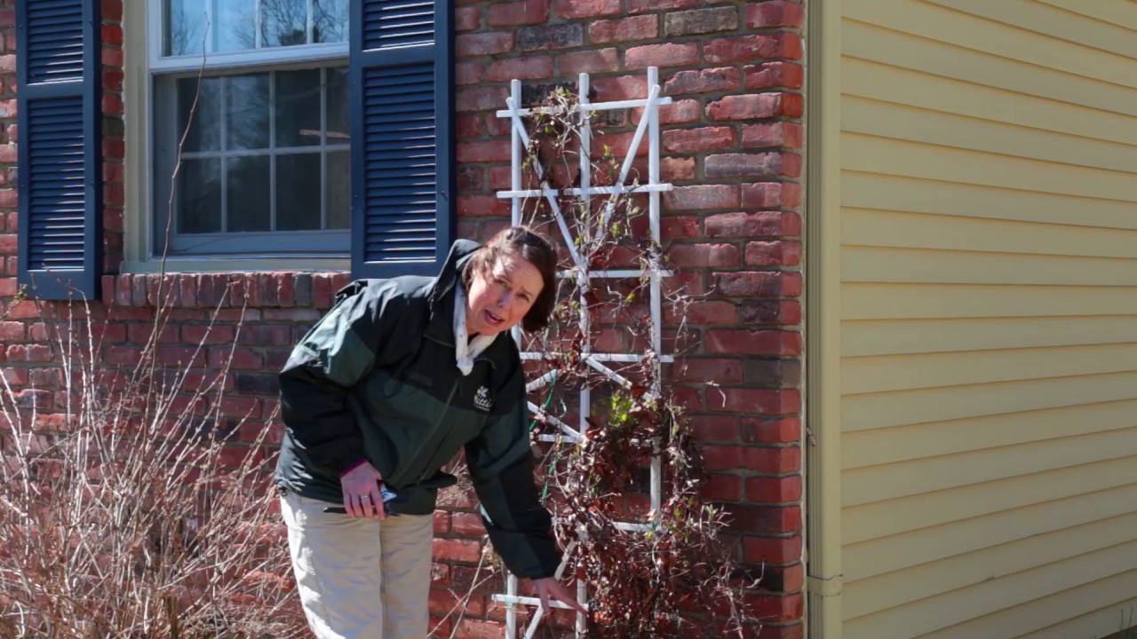 PETITTI How To Prune Clematis