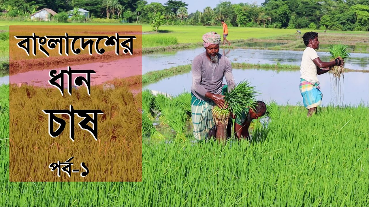 Fast Step Rice Cultivation in Bangladesh | Rice Farming............2021/Episode-01