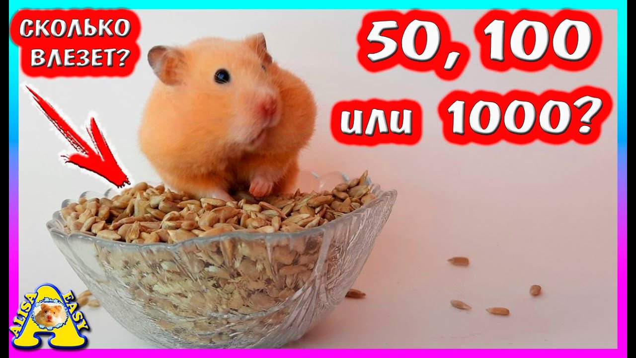 Сколько зёрнышек за щёки засунет хомяк? / 50,100 или 500?/ Больше чем у Mamix Live / Alisa Easy Pets