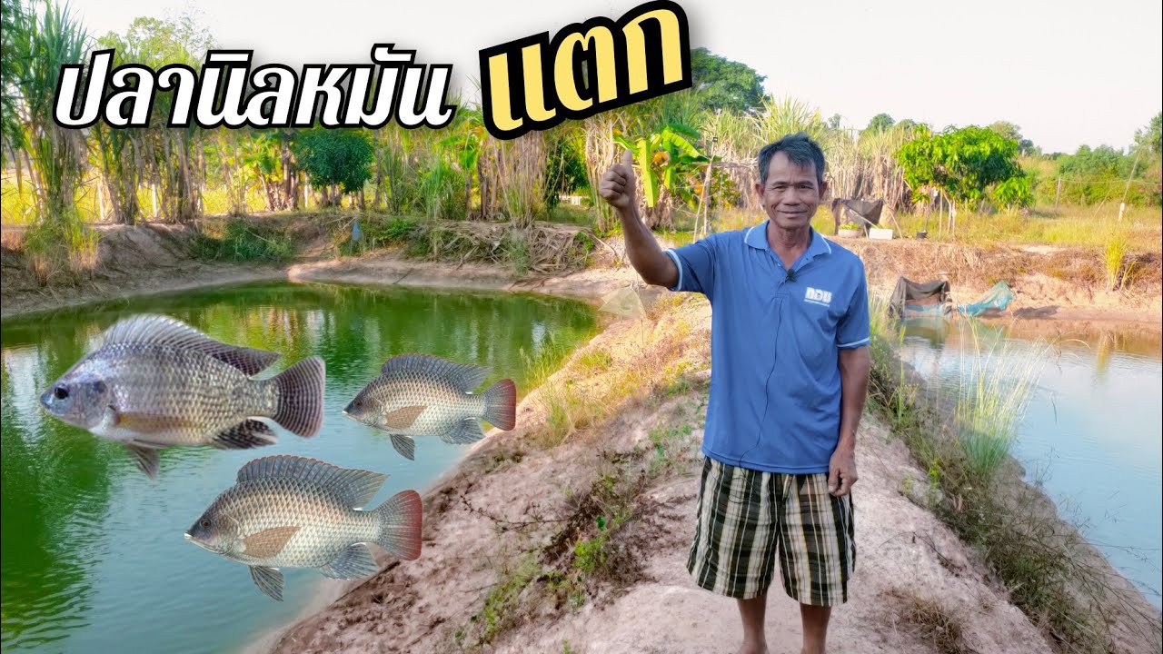 เลี้ยงปลานิลหมันแตก เลี้ยงได้ตัวโต ราคาดีเหมือนปลานิลหมัน ลดทุนการซื้อลูกปลา ช่วงพักบ่อ