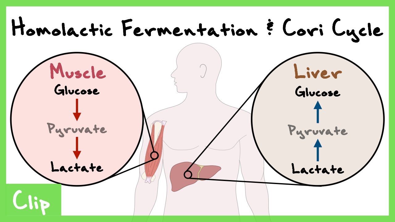 Homolactic Fermentation & Cori Cycle Explained (Lactate Dehydrogenase) | Clip