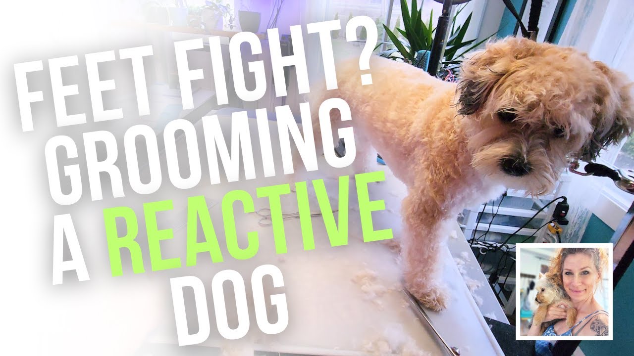 grooming a reactive dog difficult dog grooming