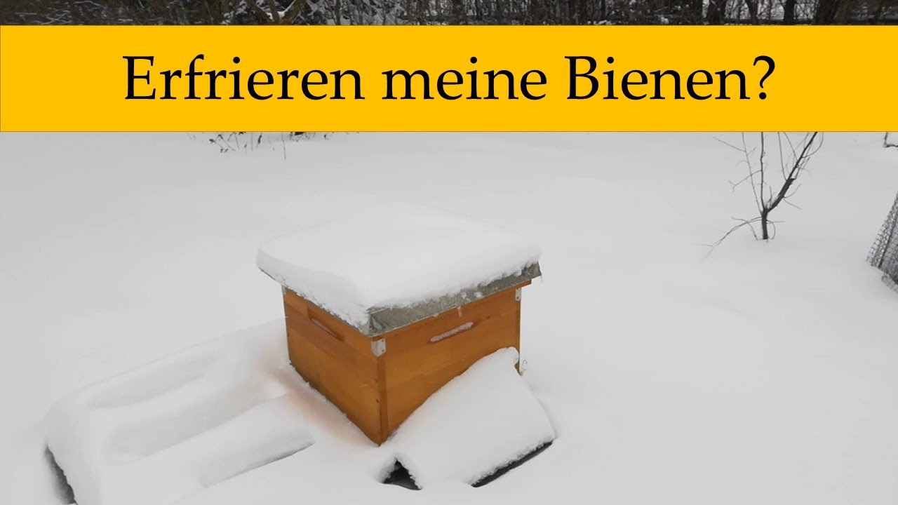 Bienen und Frost - isolieren oder erfrieren? Boden geschlossen? - Imkerei