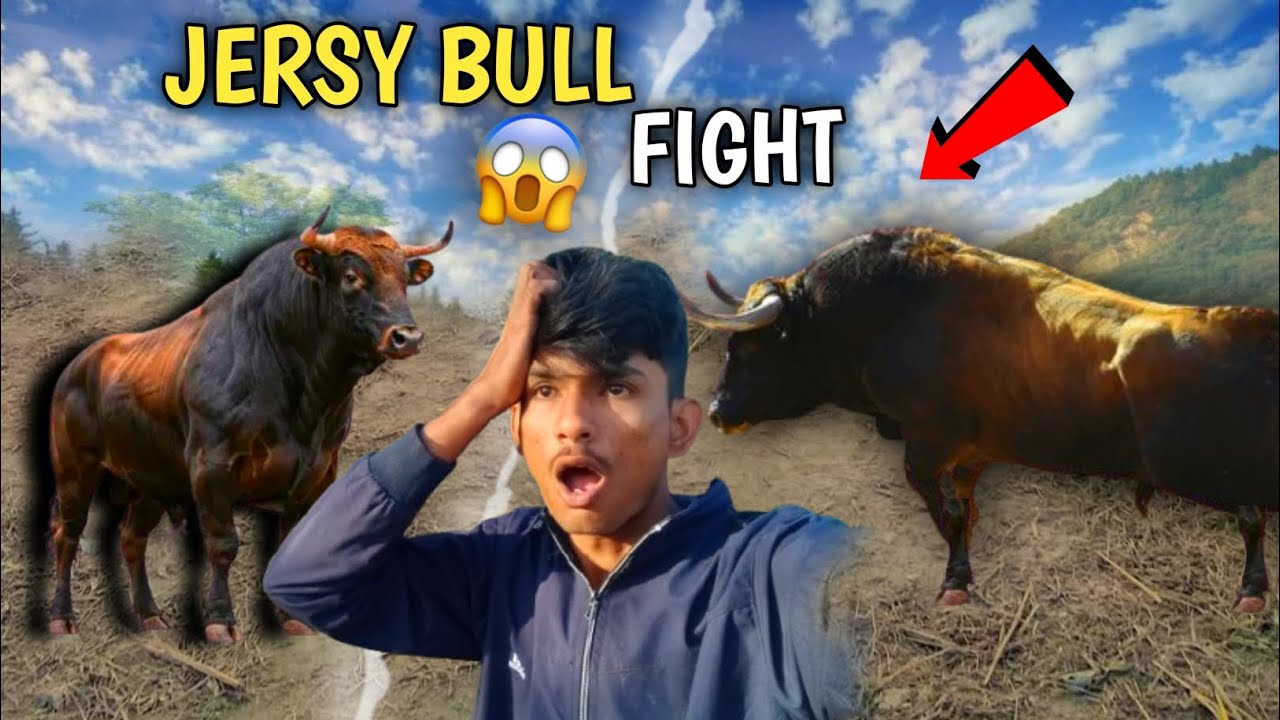 JERSY BULL🐂 KI FIGHT 😱⚔️