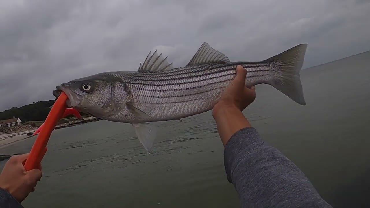 Fishing Lure Review: STRIPED BASS love ALBIE SNAX (Cape Cod, MA)