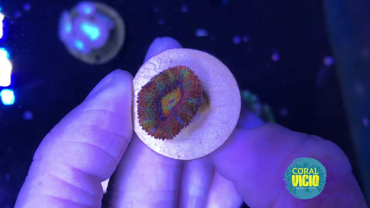 Acan Ultra Rainbow