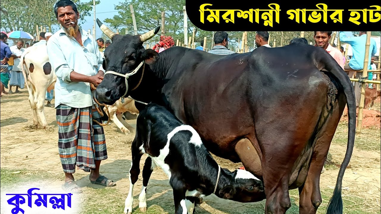 দুধের গাভীর দাম জানুন কুমিল্লার মিরশান্নী হাট থেকে || ফ্রিজিয়ান গাভী বাছুরের দাম ২০২৪ ||