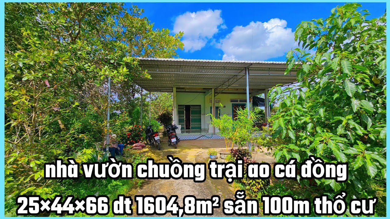 Nhà vườn chuồng trại chăn nuôi ao cá khu dân cư đông đúc 25×44×66 nở hậu dt 1.604,8m² sẵn 100m tc 