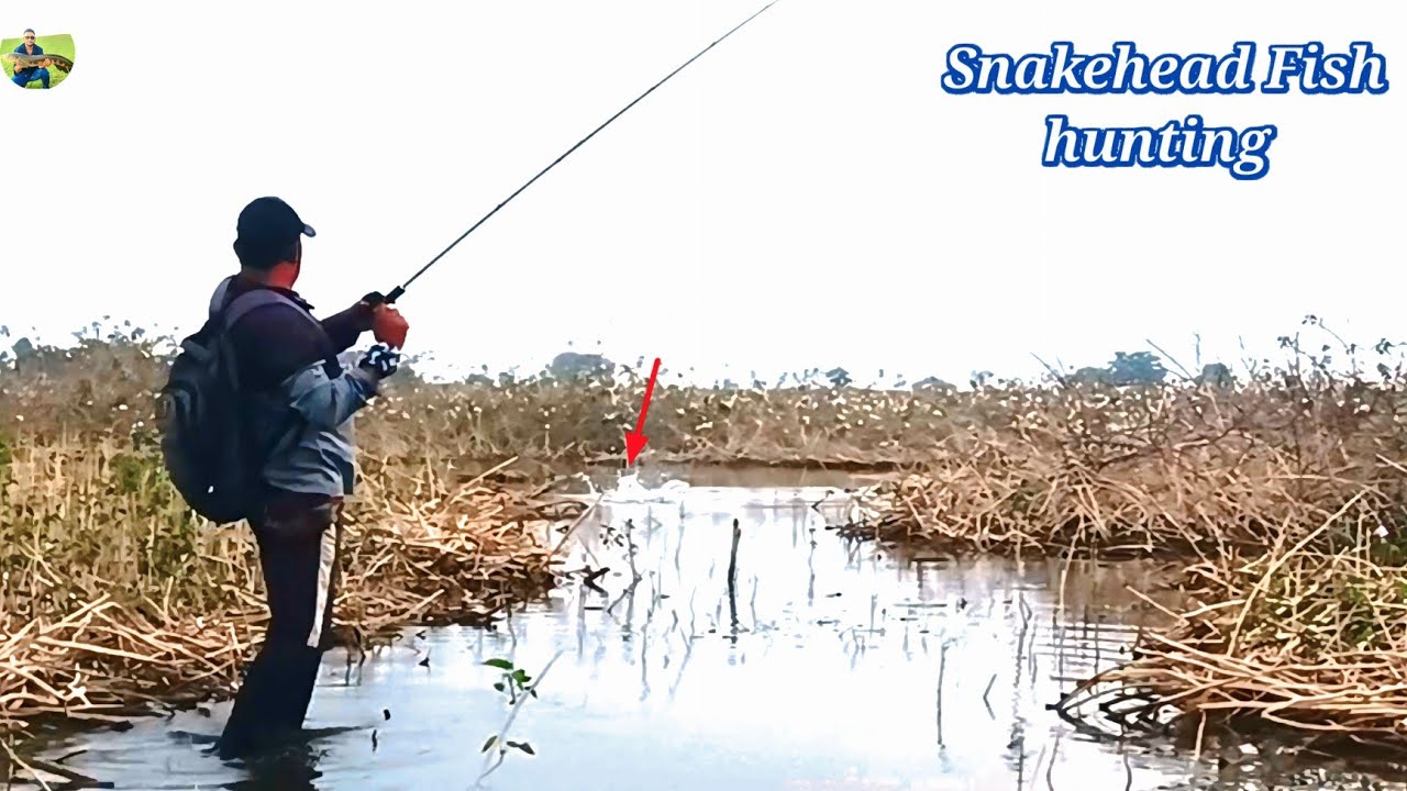 Snakehead Machhali Ka Shikar 🎣 amazing Snakehead Fishing 🤩