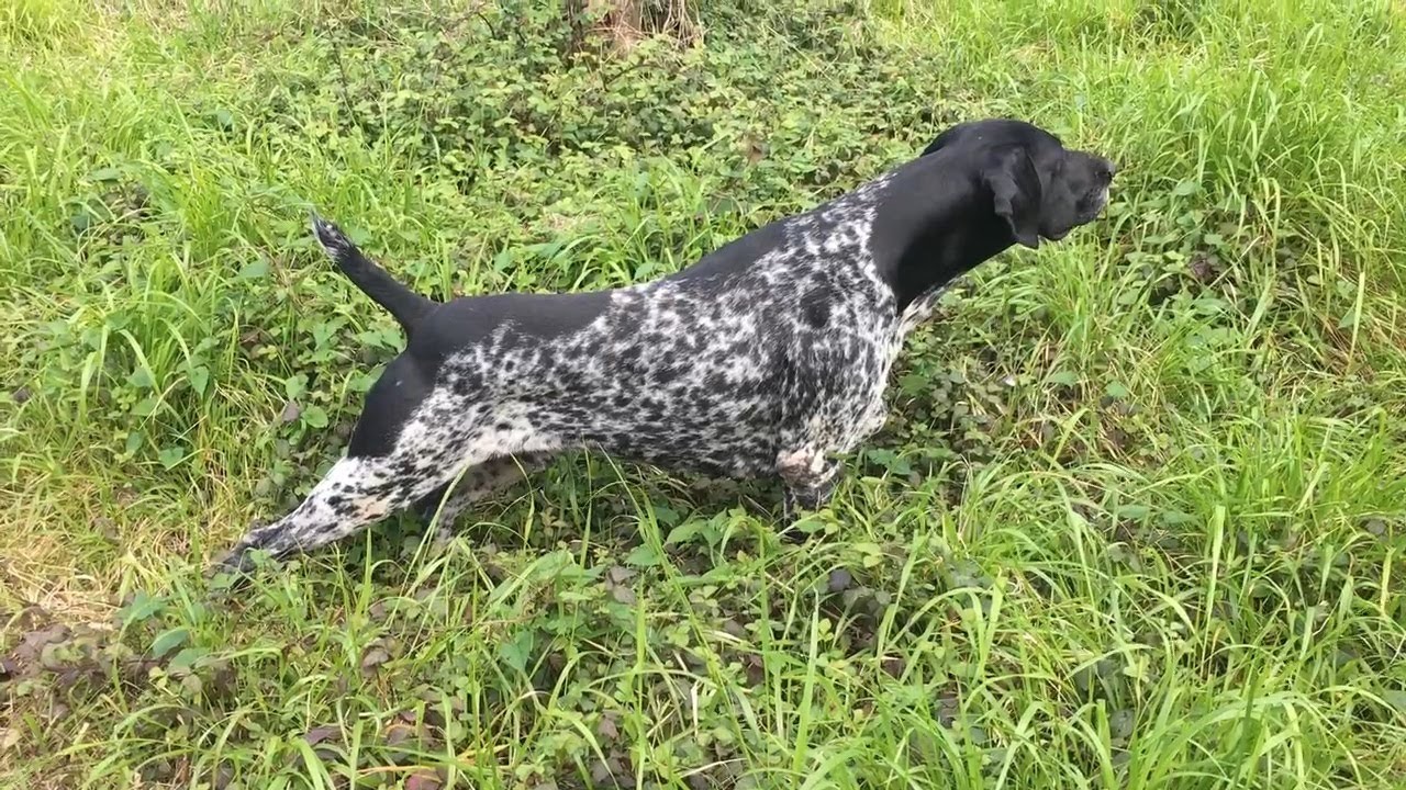 🔥 This German Shorthaired Pointer’s Point Is INSANE 🤯 | Wild Quail Hunt
