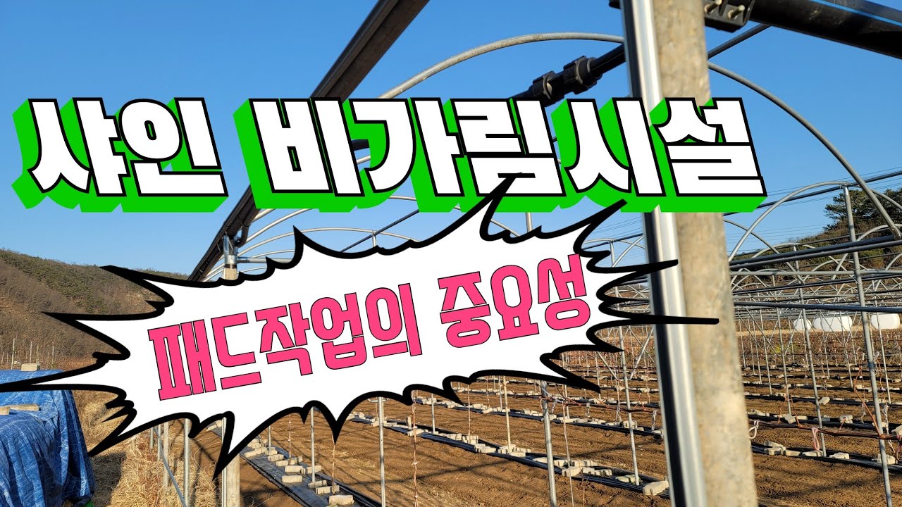 샤인머스켓 간이비가림시설 패드작업
