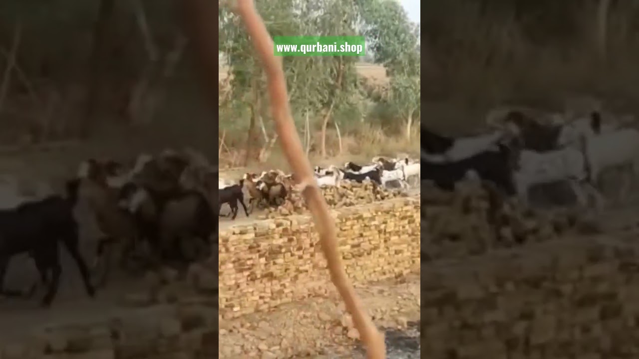 Online qurbani | qurbani | 2023 qurbani | qurbani 2023 | online | qurbani in affordable price