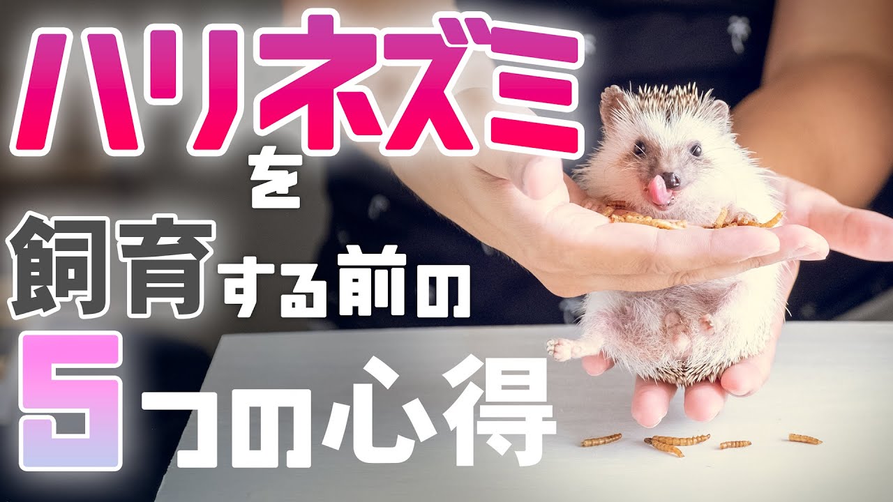 【ハリネズミ】飼い始める前の5チェック！これが守れなきゃ飼えません！