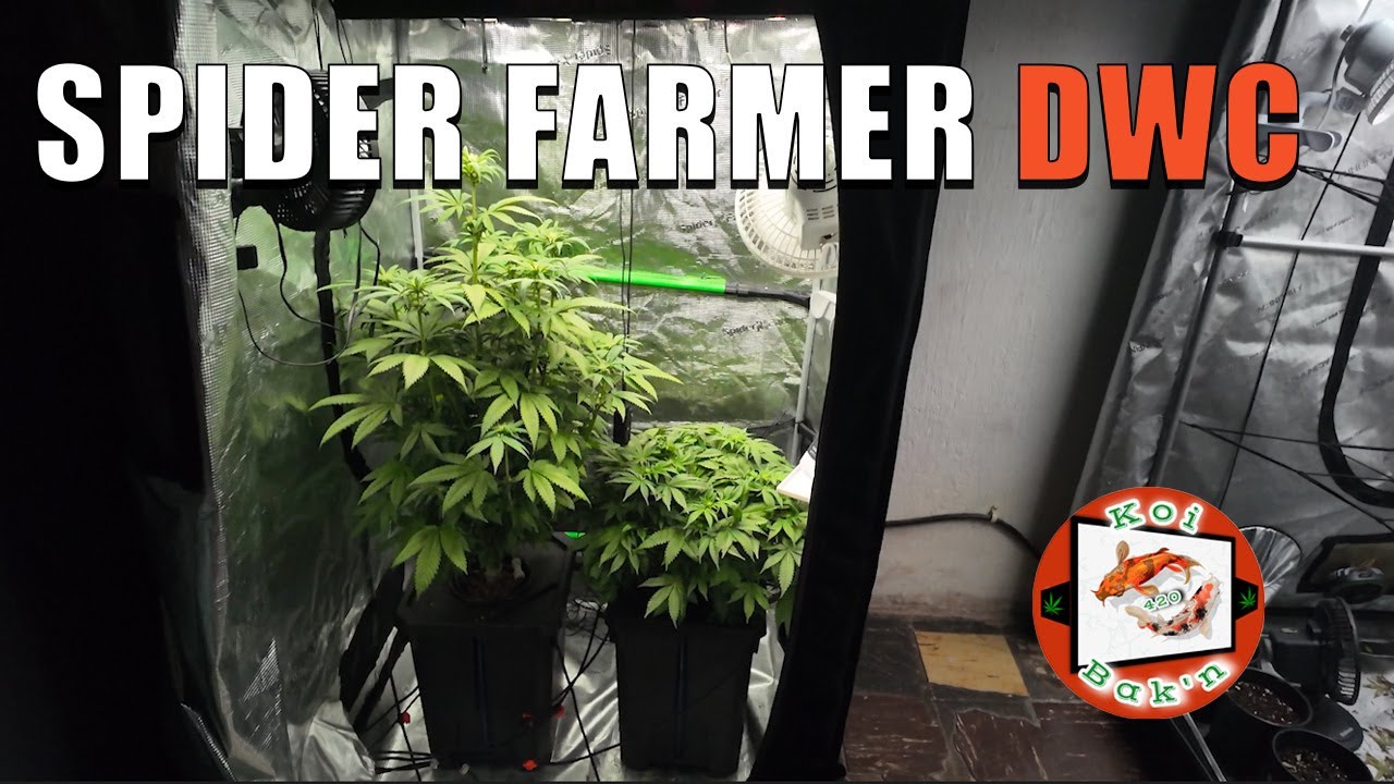 День удаления листьев | Набор для выращивания растений Spider Farmer DWC из 4 предметов