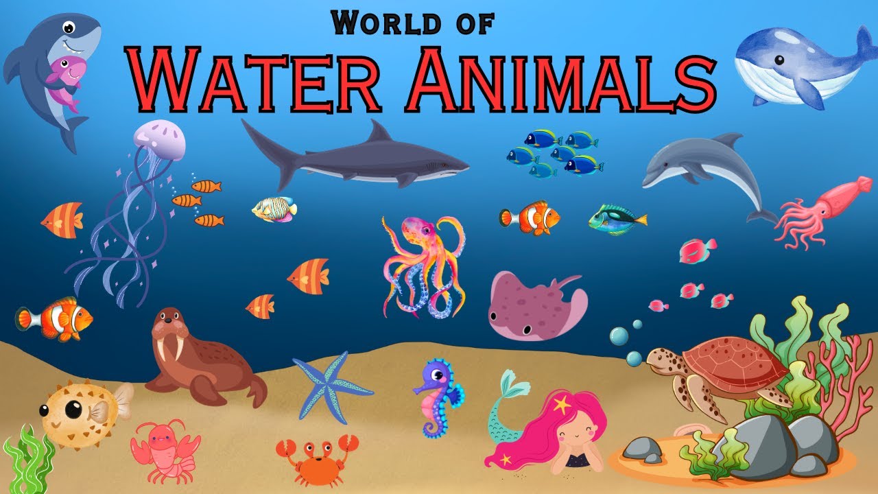 The Aquatic Encyclopedia: 100 Water Animals | Underwater Life | Sea Animals | Water Animals