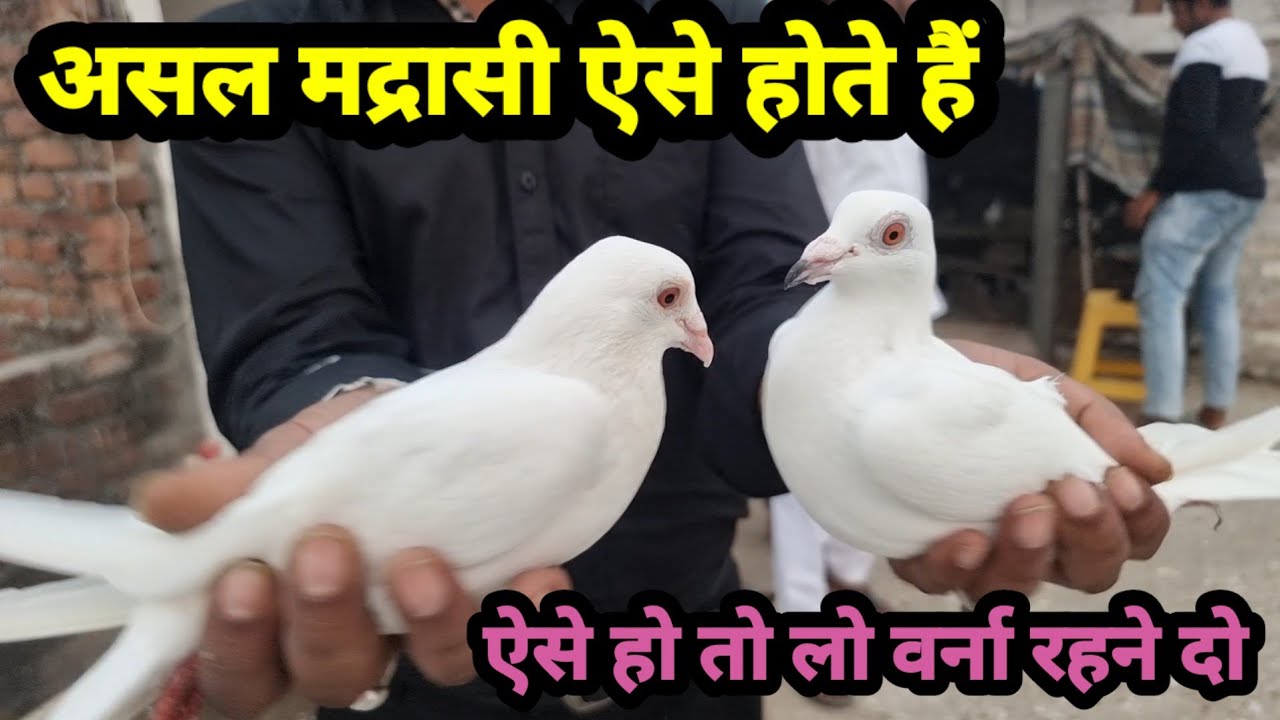 Asal Madrasi Aise Hote hai Ghar ke Pakke Udan ke Pakke