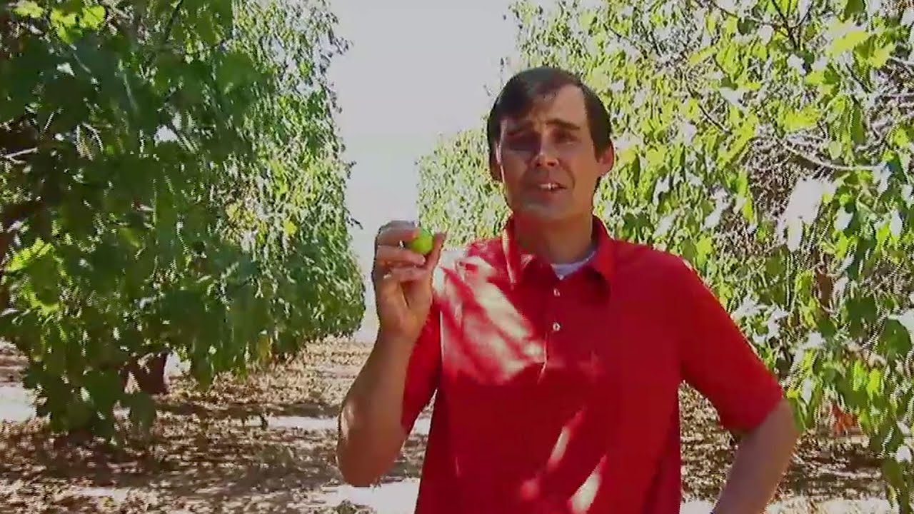 Figs - Valley's Gold