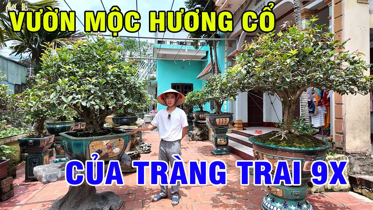 Rất Nhiều Cây Mộc Hương Quý Tại Nhà Em Mạnh Tuấn Hà Nam