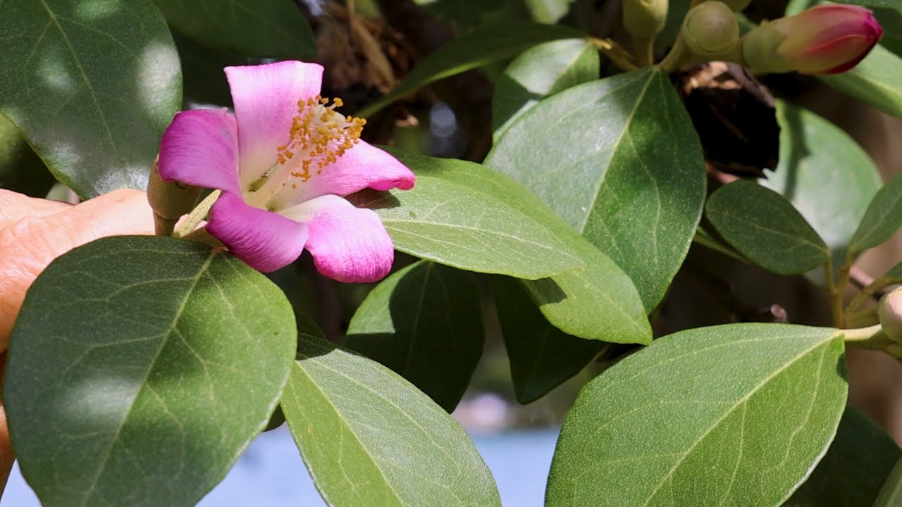 Paul's Picks: Norfolk Island Hibiscus