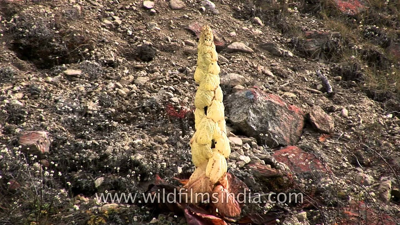 Rheum nobile in Sikkim