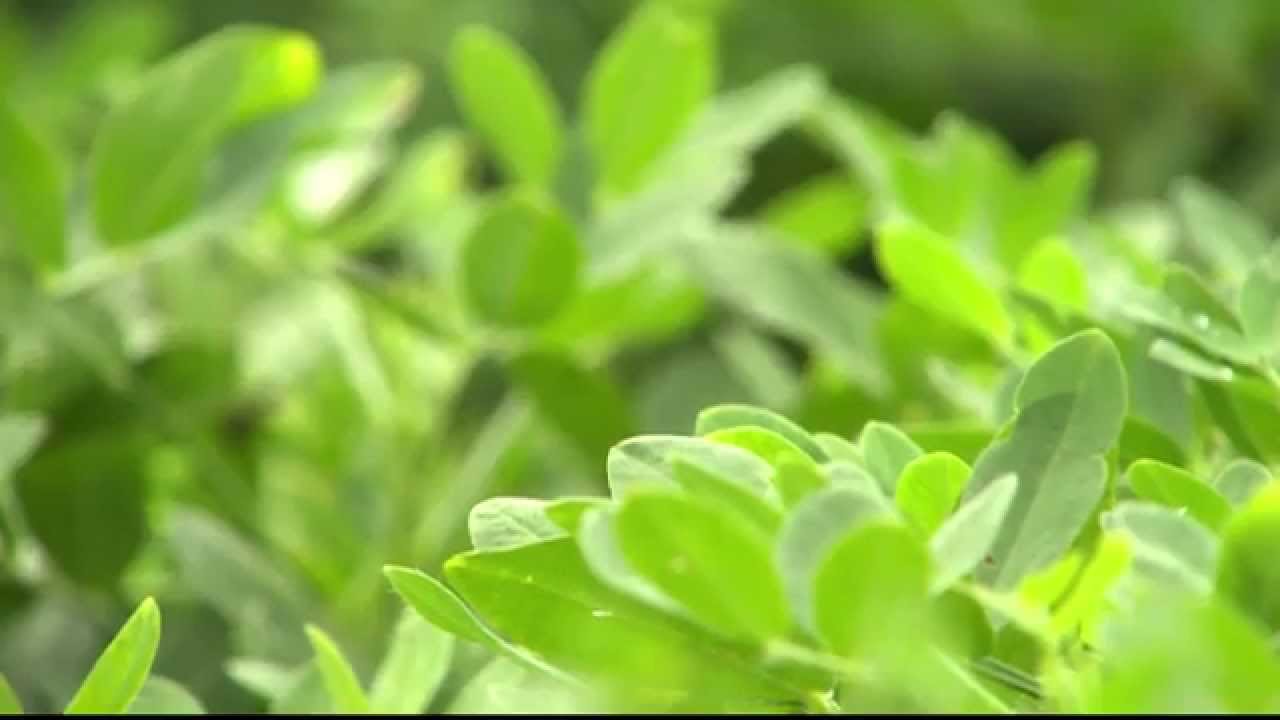 Researchers Discuss Elatus™ Fungicide in Peanuts
