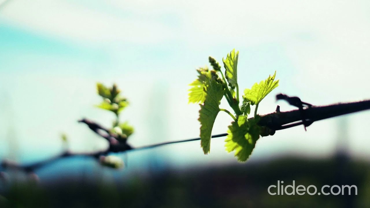 Music Land - Prove di Primavera