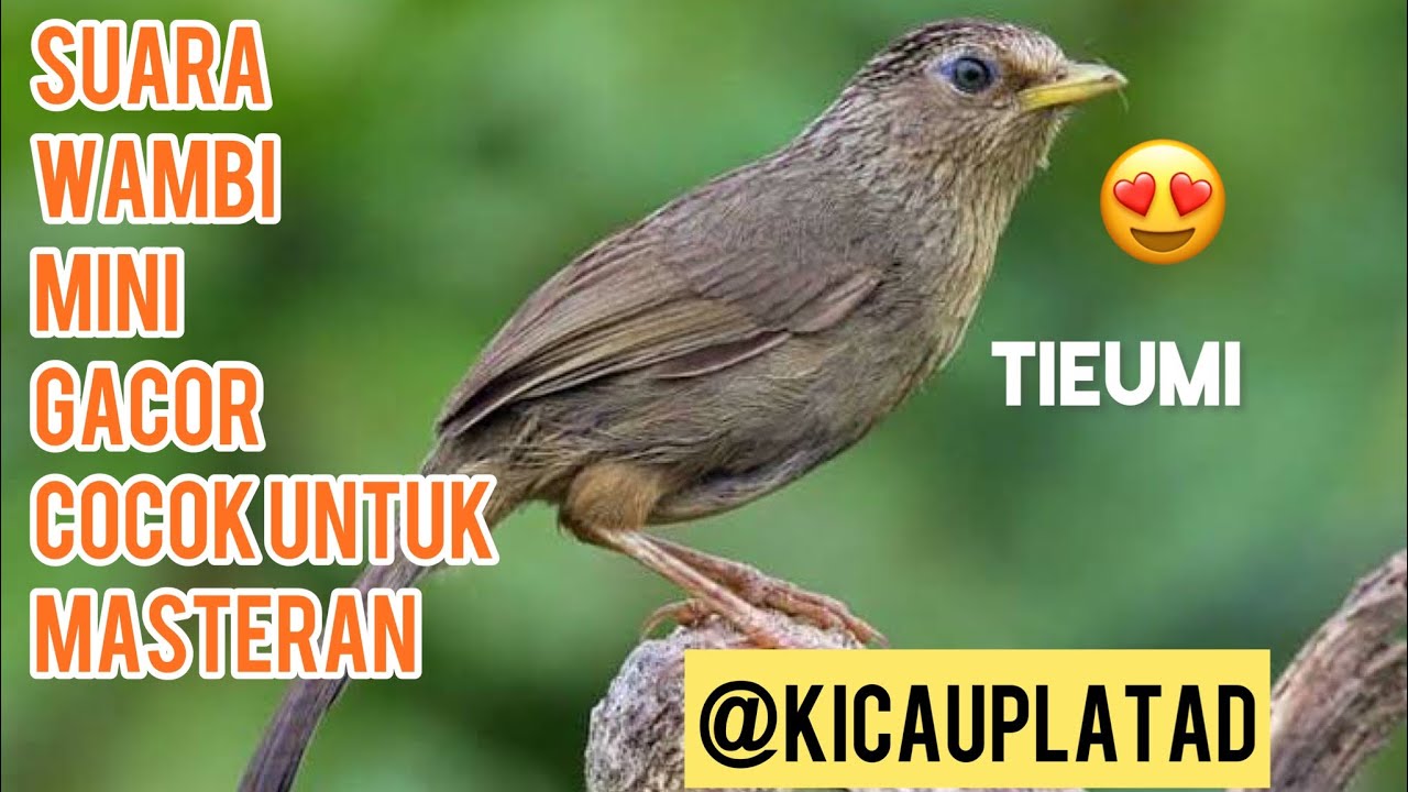 Tieumi || Wambi mini || hwamei mini || suara masteran hwamei @kicauplatad9859