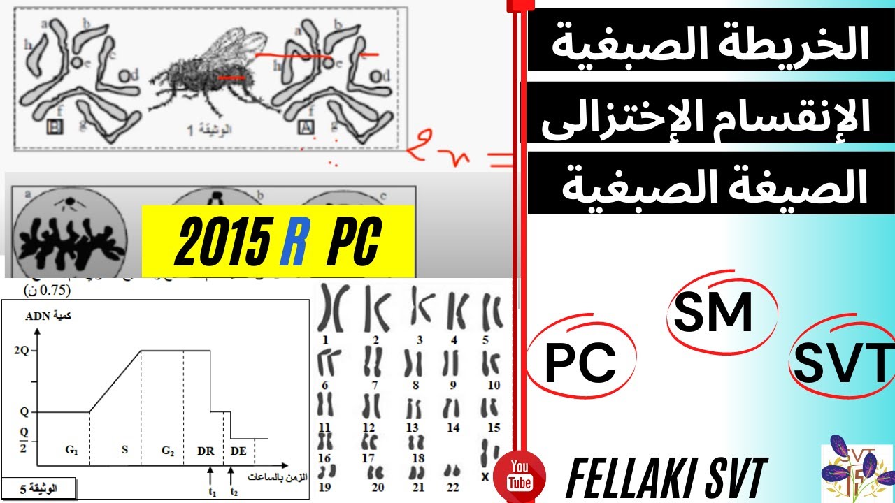 الانقسام الاختزالي+ الاخصاب  : وطني 2015 استدراكيةع فزيائية  + الصيغة الصبغية + الخريطة الصبغية