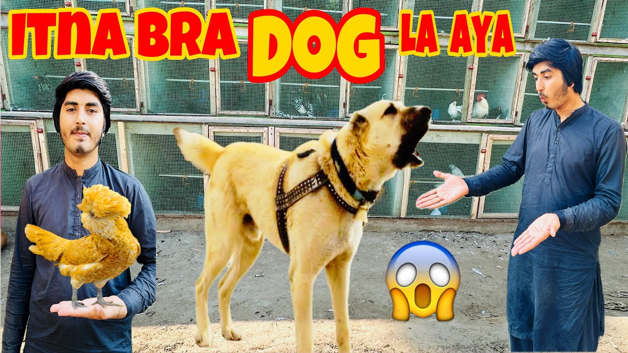 Itna Bra Dog 🐕 La Aya 😱😨 Fancy Hen chikes Available 🐔 #vlog