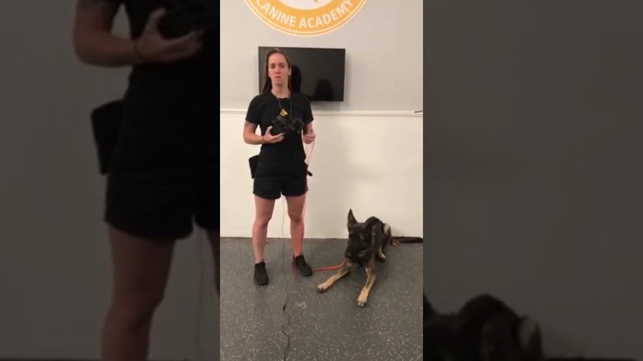 How to Muzzle train your dog