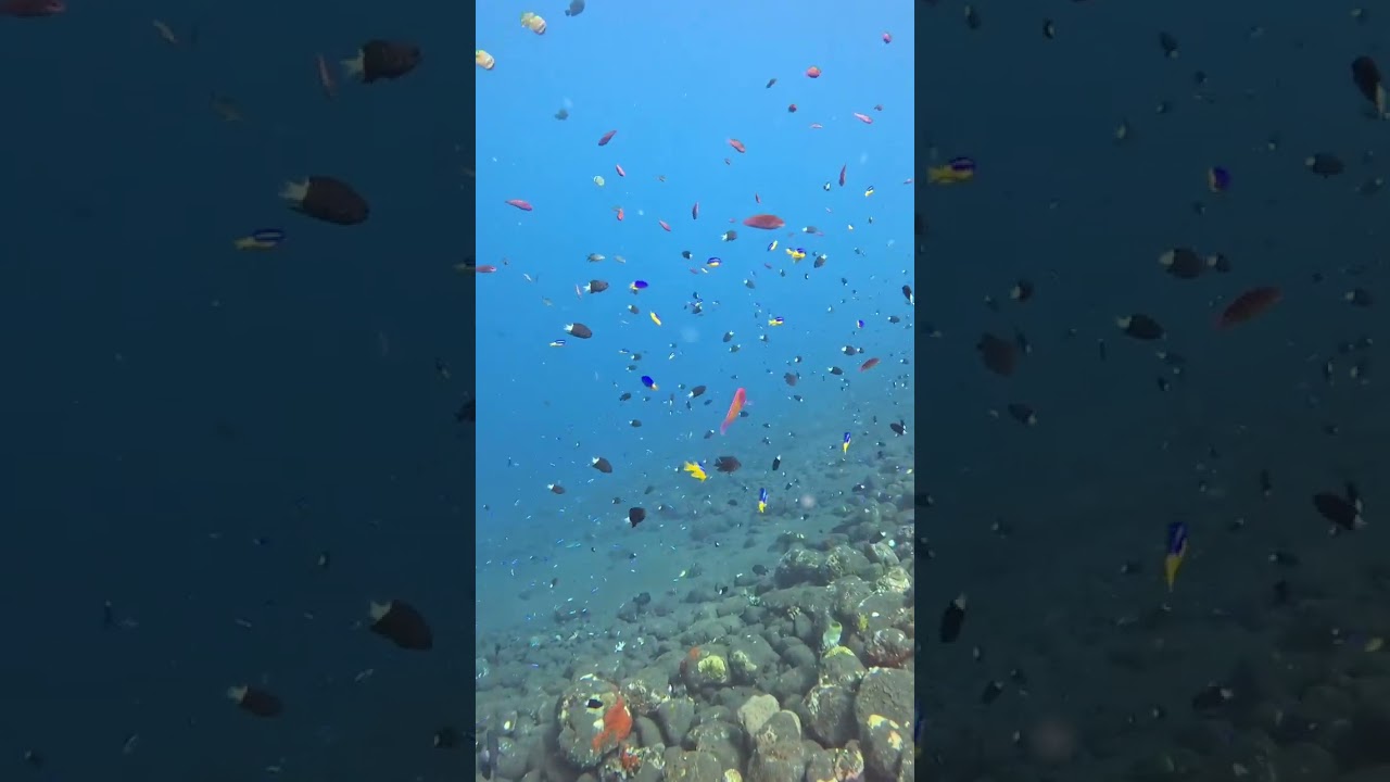 Plongee entre aquariophile all marine