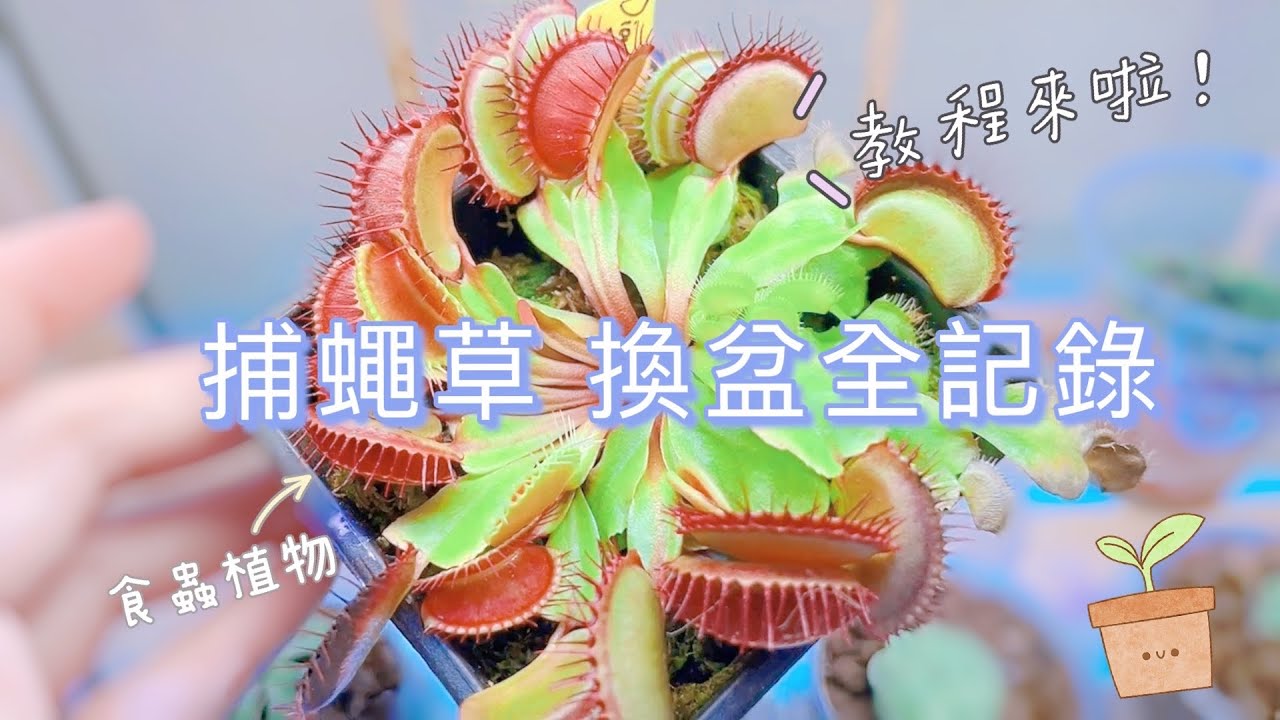 食蟲植物捕蠅草｜換盆清理養植通通看過來｜辦公室植栽系列