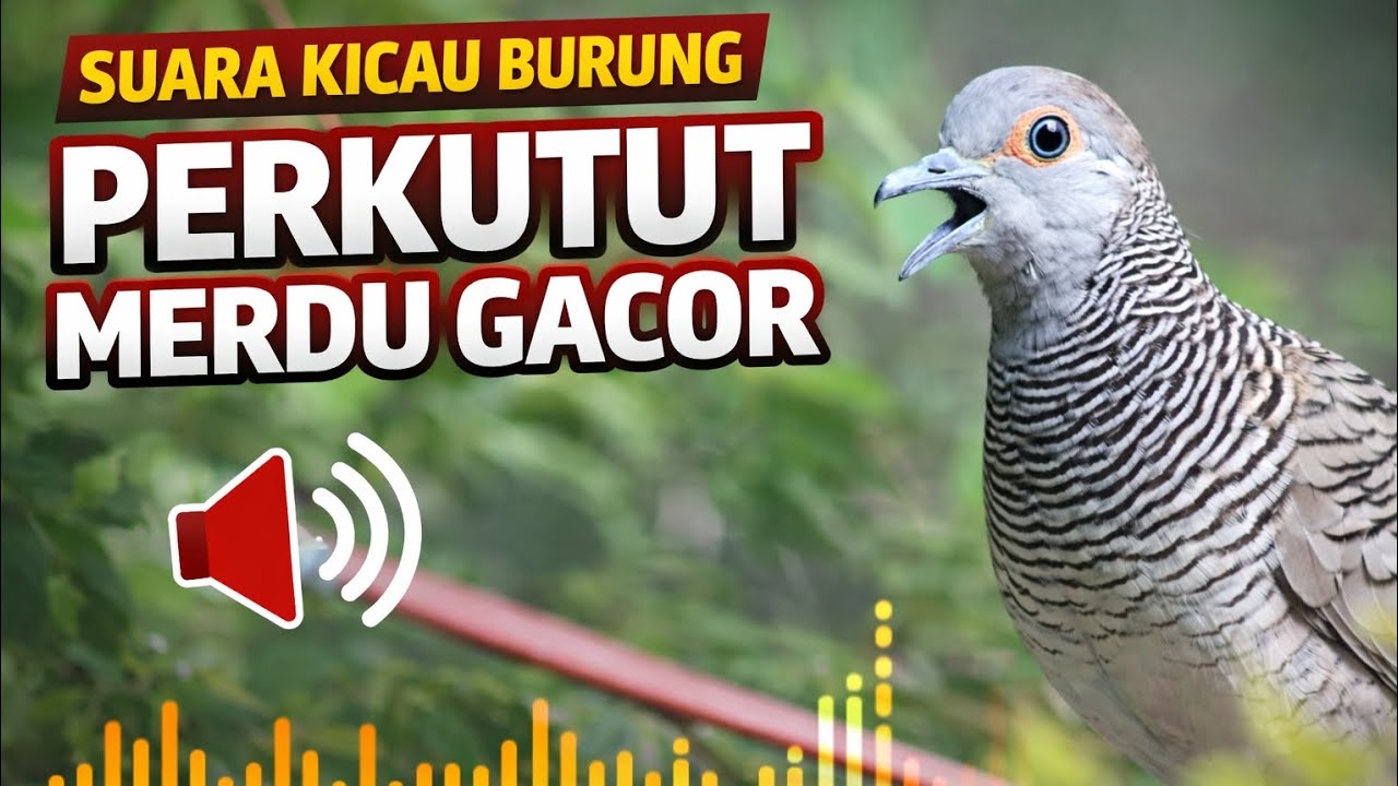 Suara kicau Burung perkutut Alam Asli 🌿 Suara Penyejuk Hati & Pikiran