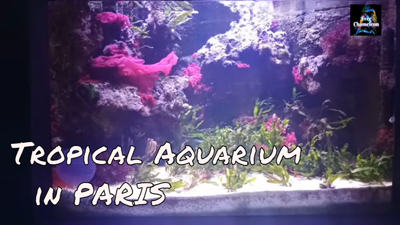 Stunning Tropical Aquarium Fish PARIS  & The Best Relaxing  Classical  Music -9Th Symphony BEETHOVEN